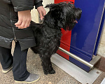 Собаки в Москве: Нашли собаку Девочка, Бесплатно - фото 2