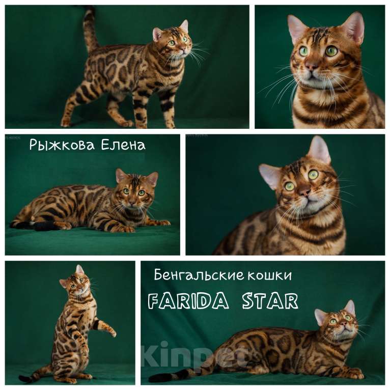 Кошки в Воронеже: Бенгальский Чемпион вязка Мальчик, 15 000 руб. - фото 1