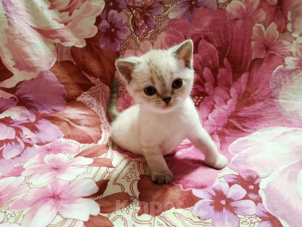 Кошки в Москве: Котята Шотландские  Девочка, 10 000 руб. - фото 2