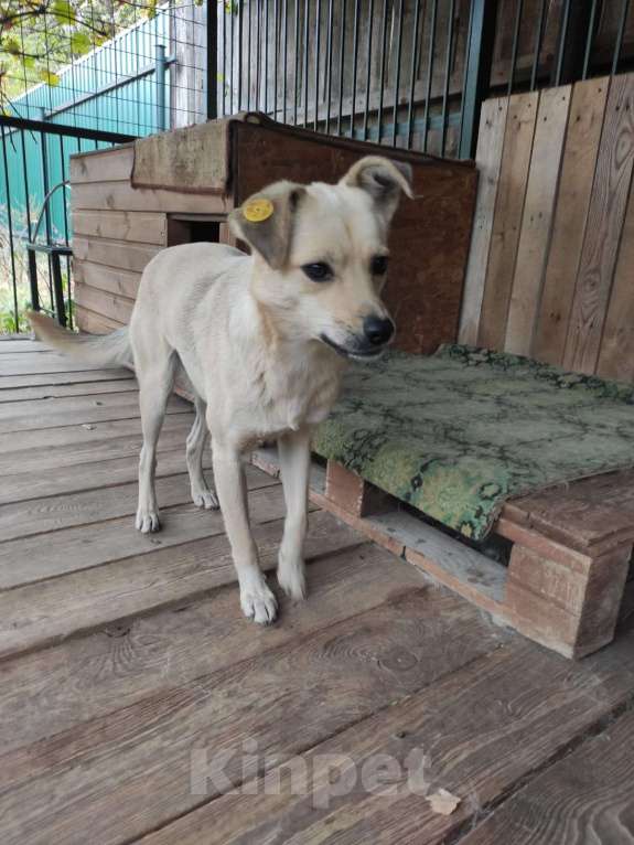 Собаки в Люберцах: Ищет дом маленький песик Юнкер Мальчик, Бесплатно - фото 2