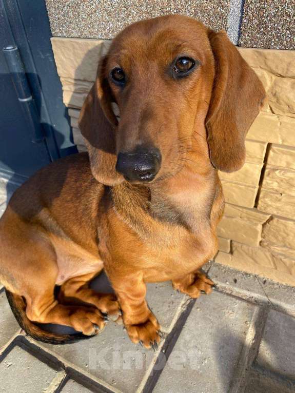 Собаки в Москве: Макиато Меренга красивая активная девочка от рабочей мамы Девочка, 40 000 руб. - фото 2