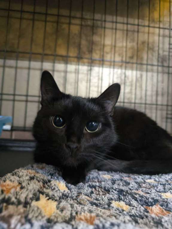 Кошки в Москве: Паулина Девочка, Бесплатно - фото 2