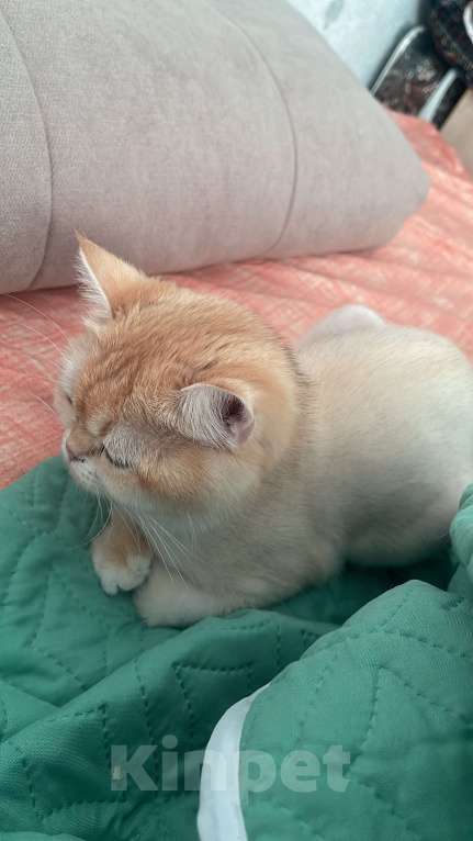 Кошки в других городах Московской области: Британская золотая шиншилла Девочка, 60 000 руб. - фото 2