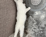 Кошки в Москве: Котенок девочка Девочка, Бесплатно - фото 3