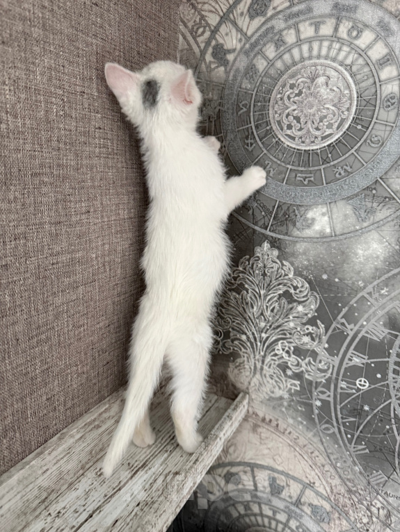 Кошки в Москве: Котенок девочка Девочка, Бесплатно - фото 3