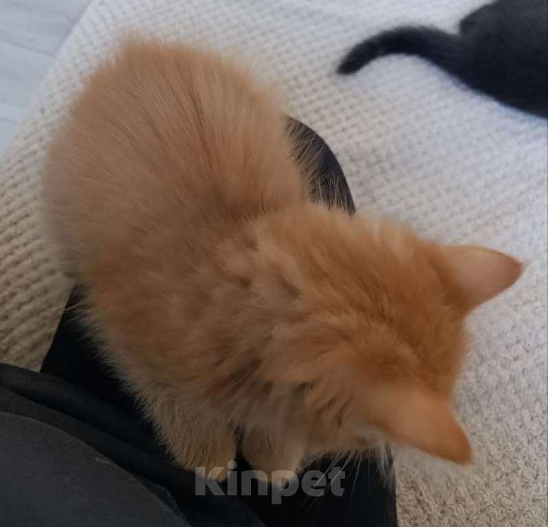 Кошки в Королеве: Котенок в добрые руки Мальчик, Бесплатно - фото 5