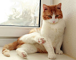 Кошки в Москве: Рыжий Рудик. Ласковый котик в добрые руки. Мальчик, Бесплатно - фото 4