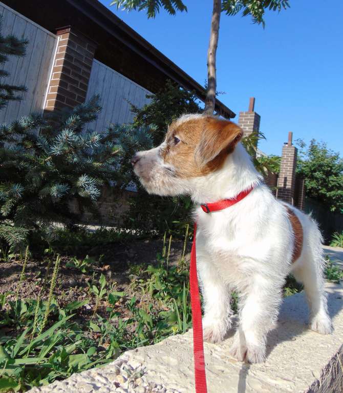 Собаки в Москве: Высокопородный щенок Джек Рассел терьера брокен Девочка, Бесплатно - фото 6