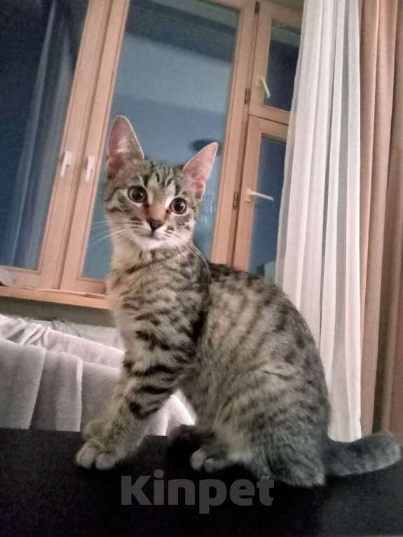 Кошки в Москве: Котенок Сима ищет дом и самых лучших хозяев Девочка, Бесплатно - фото 1