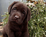 Собаки в Санкт-Петербурге: Эффектные шоколадные щенки лабрадора ретривера Мальчик, Бесплатно - фото 1