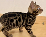 Кошки в Москве: Бенгальский котенок  Девочка, 50 000 руб. - фото 9