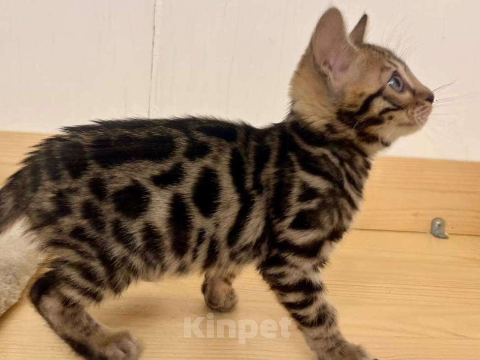 Кошки в Москве: Бенгальский котенок  Девочка, 50 000 руб. - фото 9