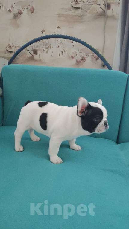 Собаки в Минеральном Воде: Французский бульдог Мальчик, Бесплатно - фото 3