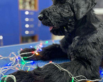 Собаки в Невинномысске: Щенок ризеншнауцера Мальчик, 35 000 руб. - фото 1