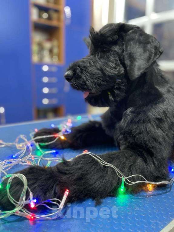 Собаки в Невинномысске: Щенок ризеншнауцера Мальчик, 35 000 руб. - фото 1