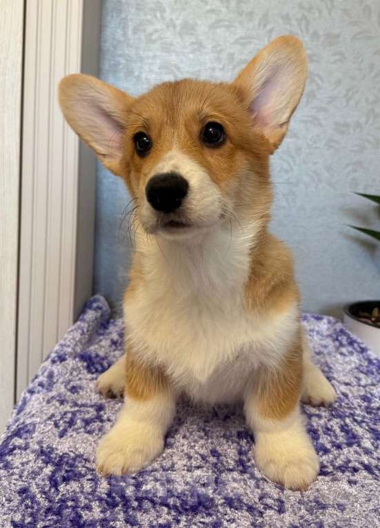 Собаки в Зеленоградске: Щенки корги на продажу Девочка, Бесплатно - фото 1
