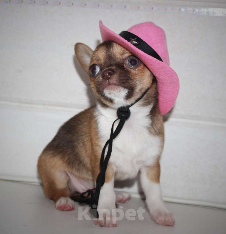 Собаки в других городах Ленинградской области: Продается щенок чихуахуа Девочка, 40 000 руб. - фото 2