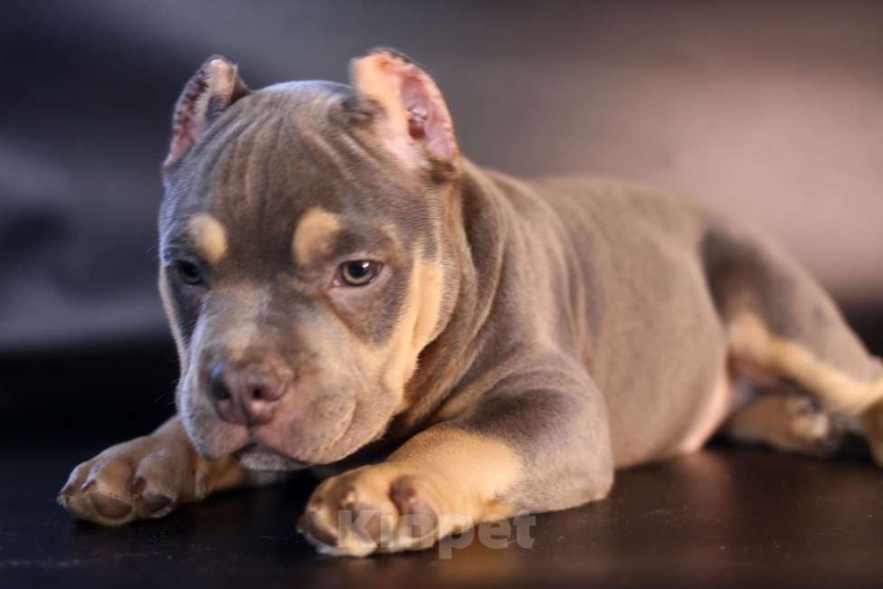 Собаки в Всеволожске: ММ ДАВИД КЬЯНТИ Мальчик, Бесплатно - фото 5