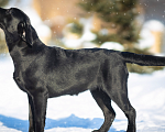 Собаки в Оренбурге: Щенок лабрадора Девочка, 50 000 руб. - фото 1