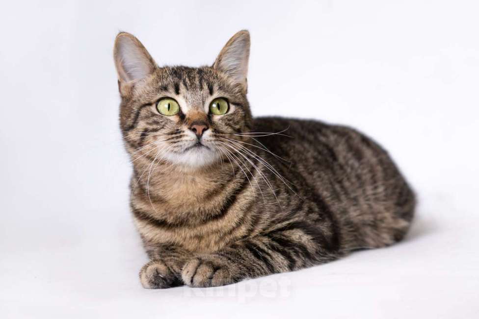 Кошки в Москве: Бенгальский кот подросток Морис в добрые руки Мальчик, Бесплатно - фото 7