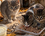Кошки в Москве: Котенку из леса нужен дом Девочка, Бесплатно - фото 2
