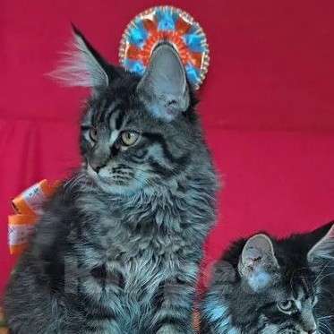 Кошки в Москве: Детки Мейн кун Девочка, 45 000 руб. - фото 1