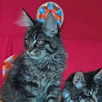 Детки Мейн кун