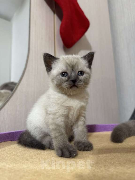 Кошки в Санкт-Петербурге: Шотландская прямоухая кошечка с документами Девочка, 40 000 руб. - фото 8