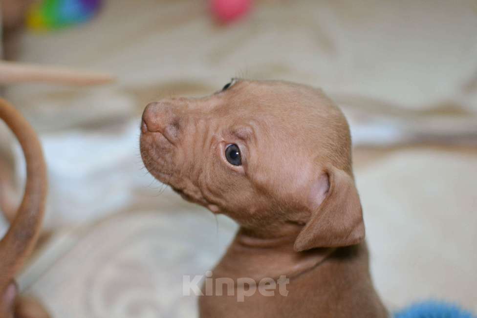 Собаки в Санкт-Петербурге: Продаем  Девочка, 29 000 руб. - фото 9