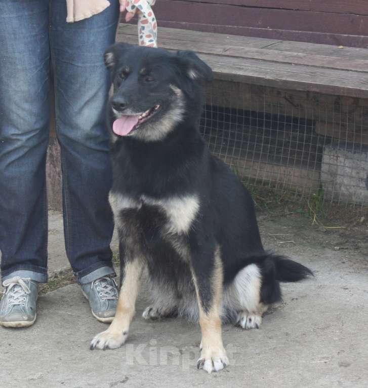 Собаки в Москве: Ласкуша Алиса живет и надеется найти свою родную семью Девочка, Бесплатно - фото 4