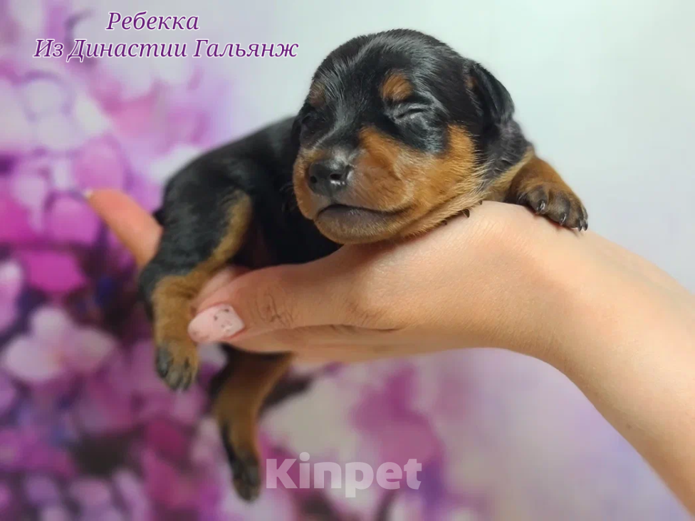 Собаки в Москве: Щенки цвергпинчера Москва ЮЗАО Разнополые, Бесплатно - фото 4