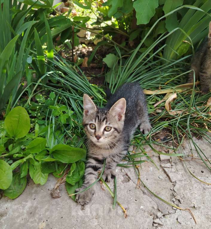 Кошки в Ростове-на-Дону: Полосатый парень ищет дом, где ему будут рады Мальчик, Бесплатно - фото 3