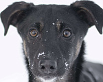 Собаки в Москве: Ласковый щенок из приюта ищет дом Девочка, Бесплатно - фото 4