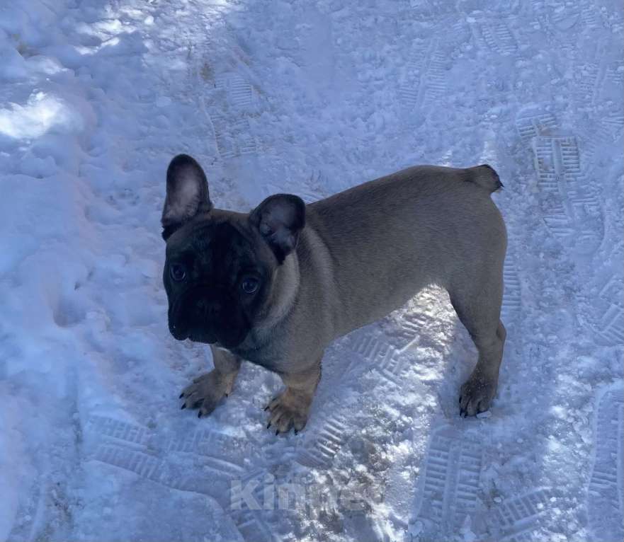 Собаки в Санкт-Петербурге: Шикарный мальчик французского бульдога Мальчик, 45 000 руб. - фото 4