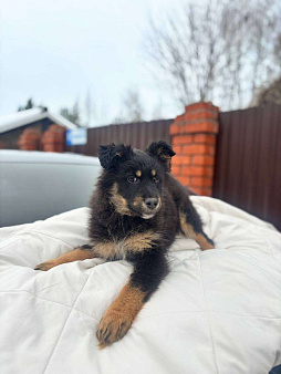 Щенок 3х месяцев Ланча в добрые руки