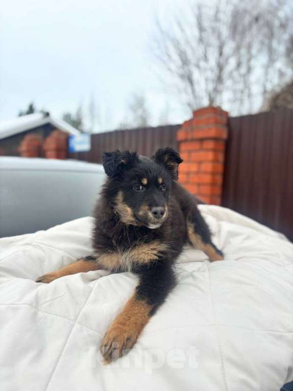 Собаки в Подольске: Щенок 3х месяцев Ланча в добрые руки Девочка, Бесплатно - фото 1