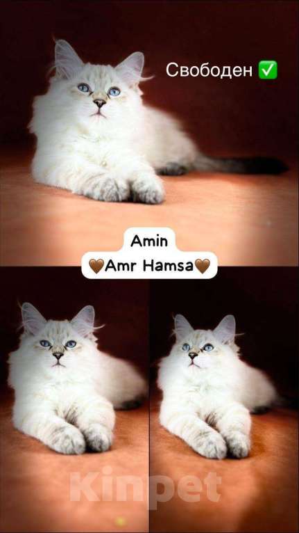 Кошки в Москве: Невский маскарадный котенок  Мальчик, 40 000 руб. - фото 1