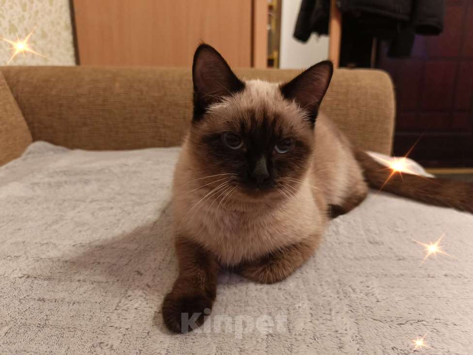 Кошки в Нижневартовске: Кошка Шанель Девочка, 2 000 руб. - фото 2