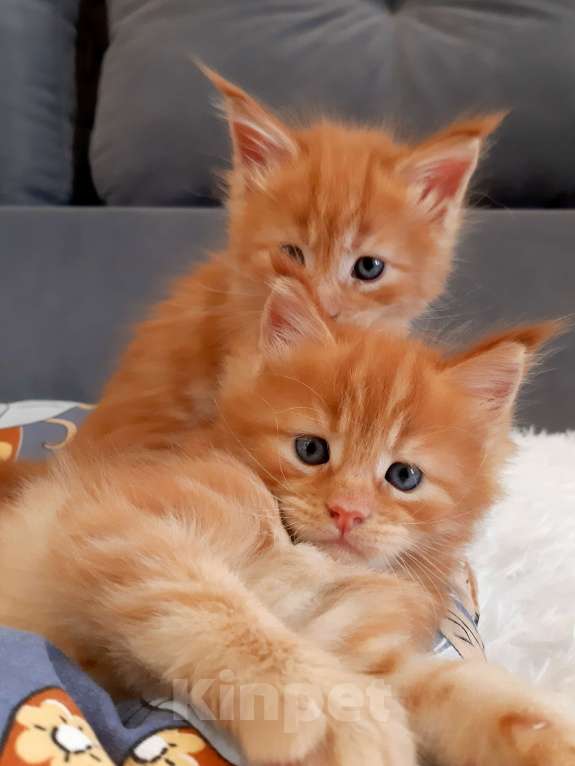 Кошки в Кемерово: Мейн кун котята  Мальчик, 45 000 руб. - фото 2