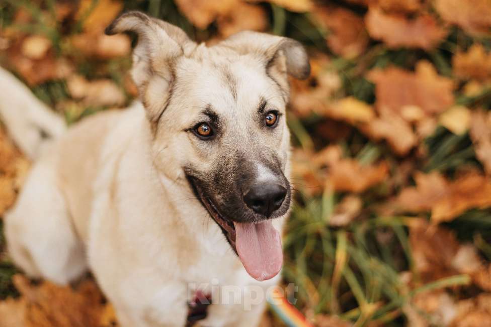 Собаки в Москве: Собака в добрые руки Девочка, Бесплатно - фото 6