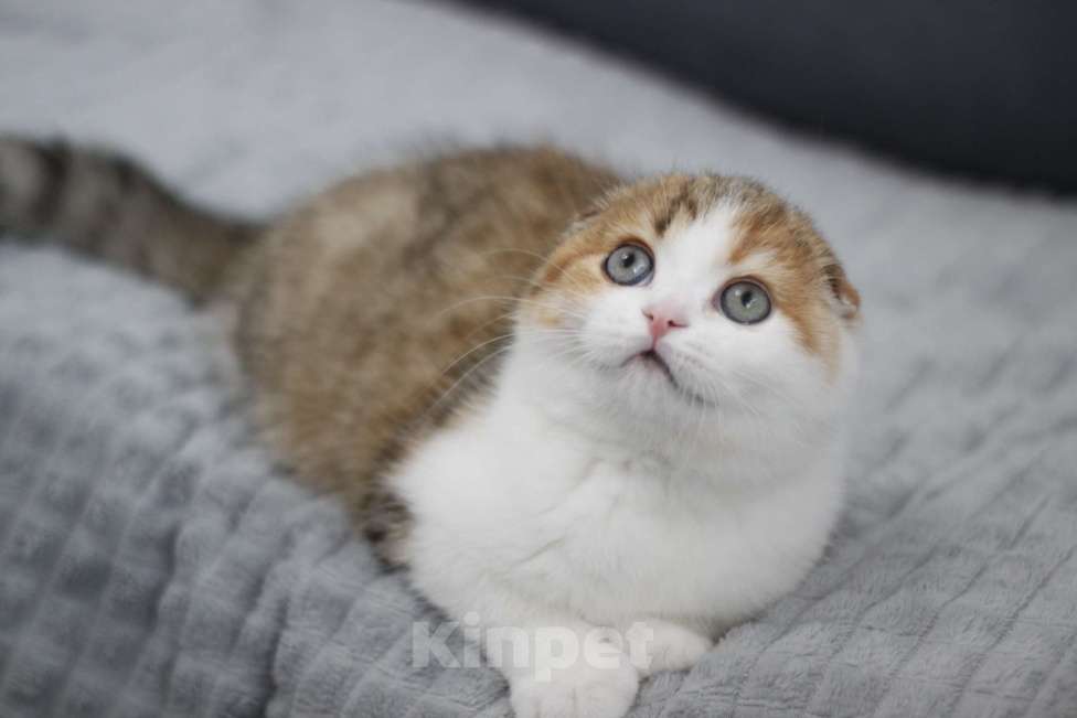 Кошки в Москве: Ежевика Девочка, Бесплатно - фото 2