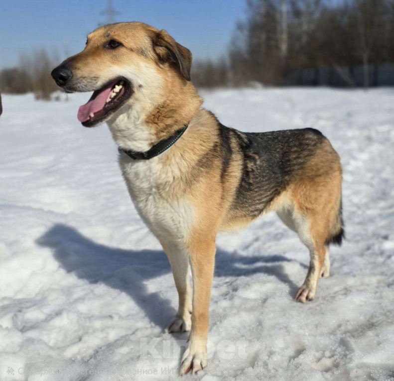 Собаки в Королеве: Лекси! Девочка, Бесплатно - фото 7