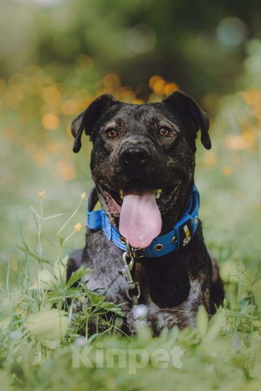 Собаки в Москве: Метис алано эспаньол Дони в добрые руки Мальчик, 1 руб. - фото 2