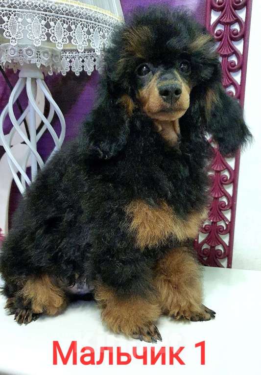 Собаки в Москве: Ребята пуделята Мальчик, 70 000 руб. - фото 6