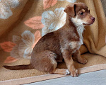 Собаки в Санкт-Петербурге: Очень красивый маленький щенок Девочка, Бесплатно - фото 5