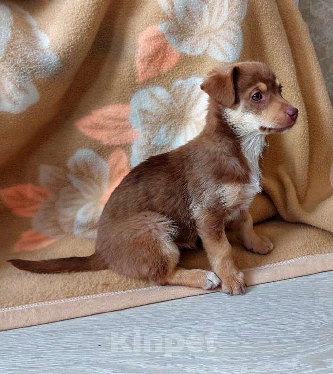 Собаки в Санкт-Петербурге: Очень красивый маленький щенок Девочка, Бесплатно - фото 5