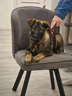 Девочка Яра 3,5 месяца ищет дом