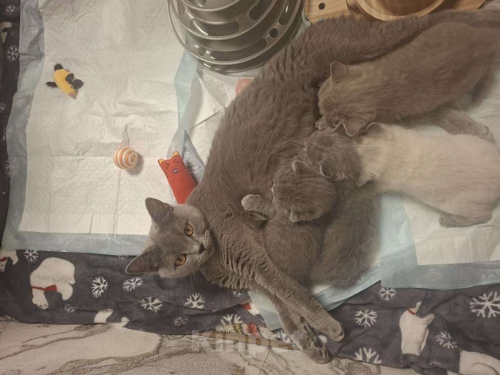 Кошки в Санкт-Петербурге: Продается Шотландский прямоухий мальчик Мальчик, 30 000 руб. - фото 3