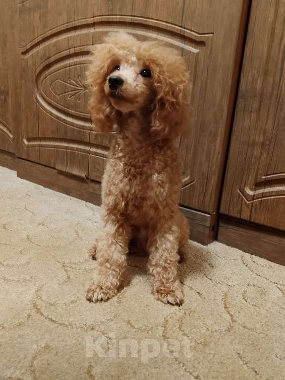 Собаки в Шахте: Щенки пуделя миниатюра. Разнополые, 45 000 руб. - фото 9