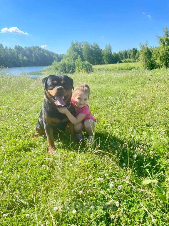 Собаки в Рязани: Щенки ротвейлерр Девочка, 50 000 руб. - фото 8